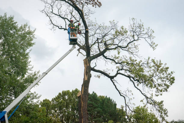 Seasonal Cleanup (Spring/Fall) in Phillips, WI